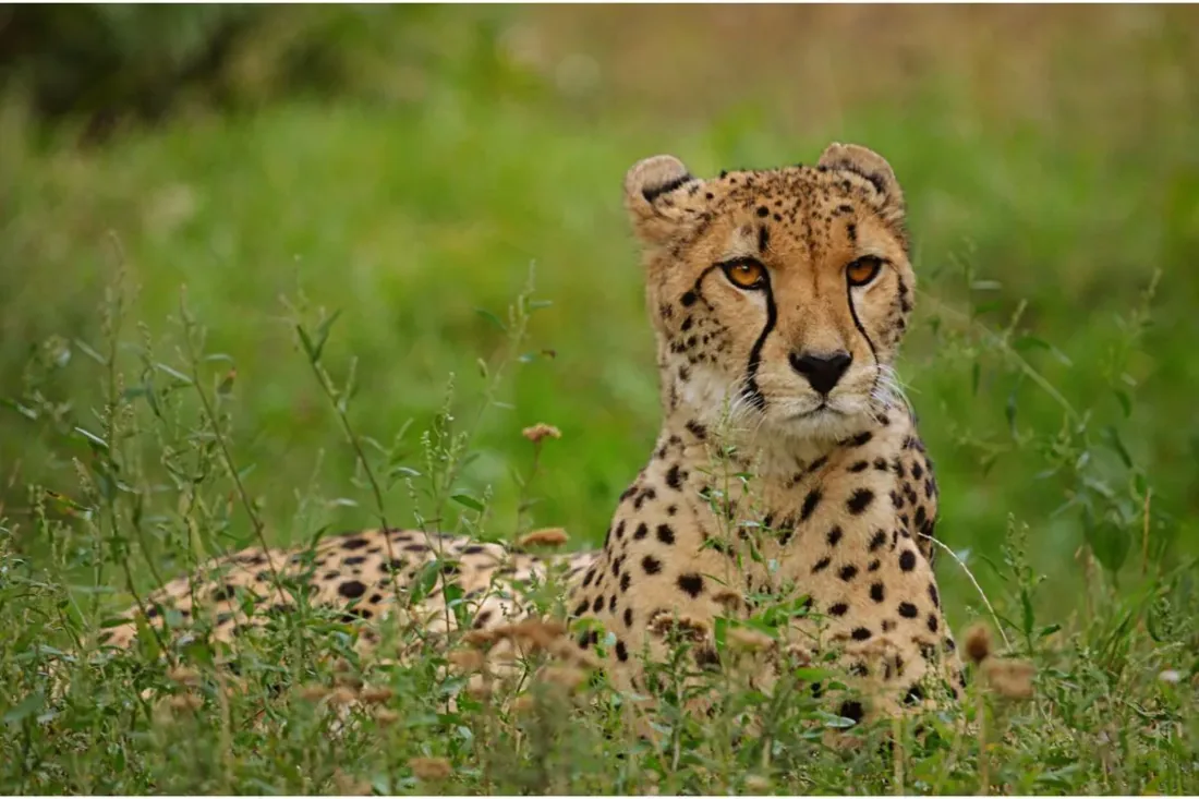 Cheetah in grassland on a Kenya and Tanzania wildlife safari