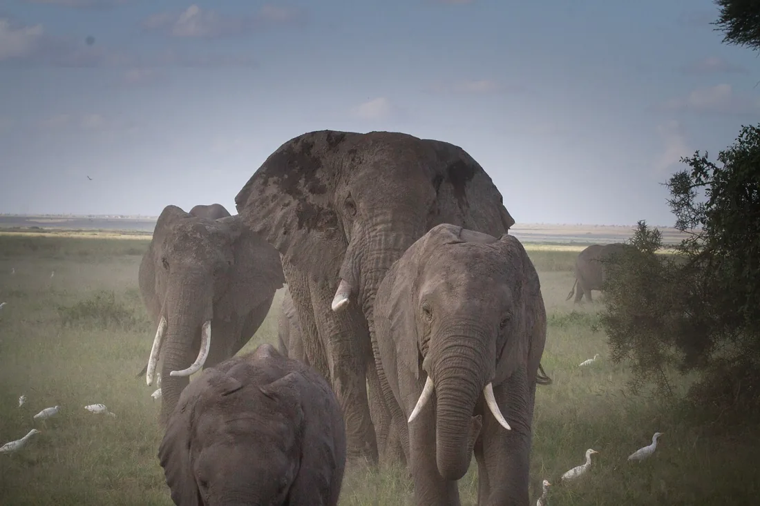Elephant family in East African savannah