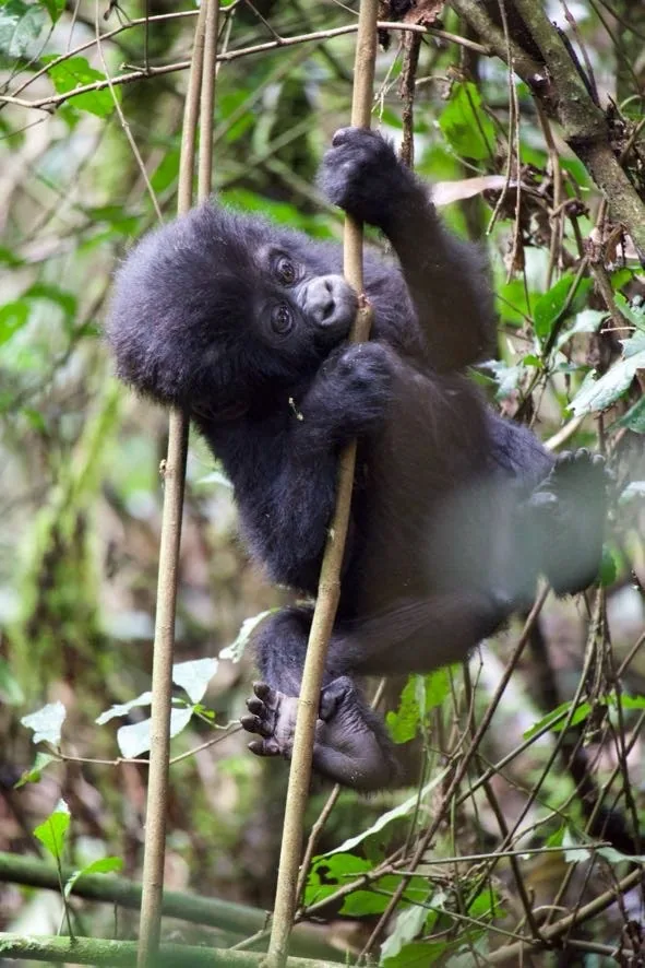 Mountain gorilla in Bwindi forest, Uganda