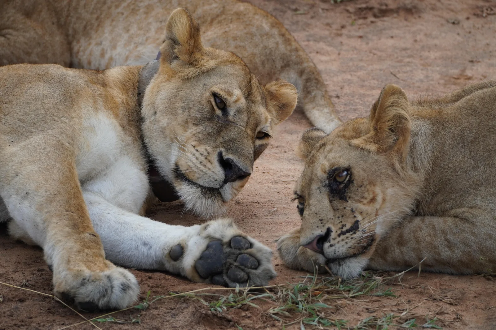 Lioness with cub in the wild, featured on Native Africa Tours' Kidepo safari