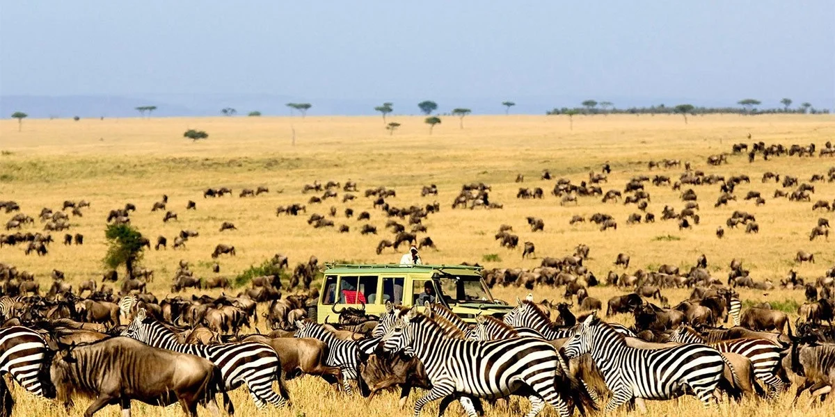 Best for safari Kenya or Tanzania