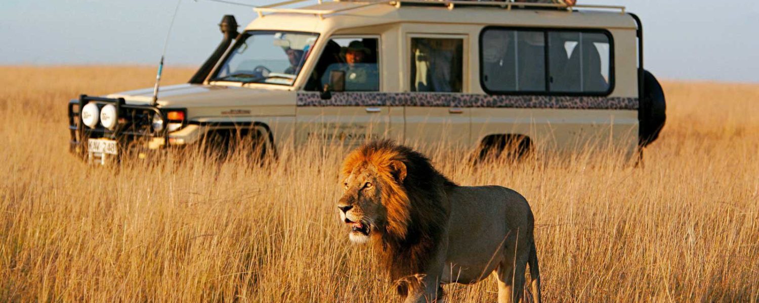 african safari