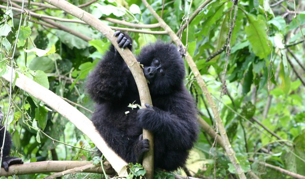 Gorilla trekking in Rwanda