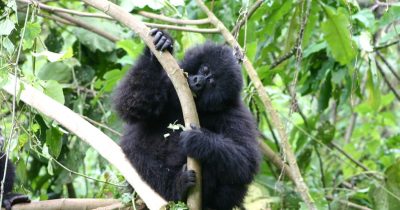 Gorilla trekking in Rwanda