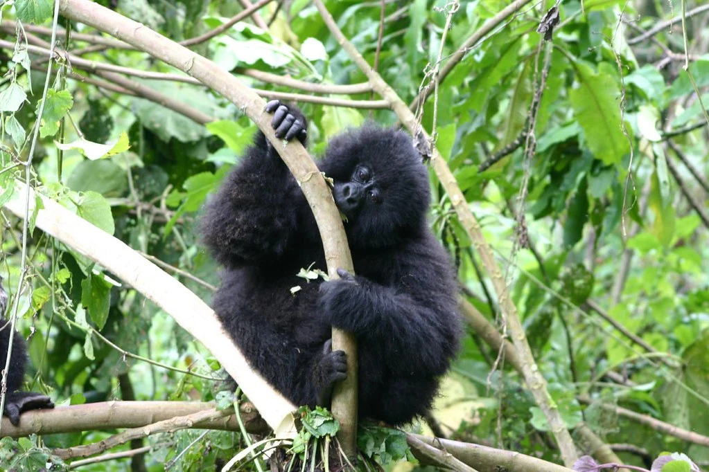 Gorilla trekking in Rwanda