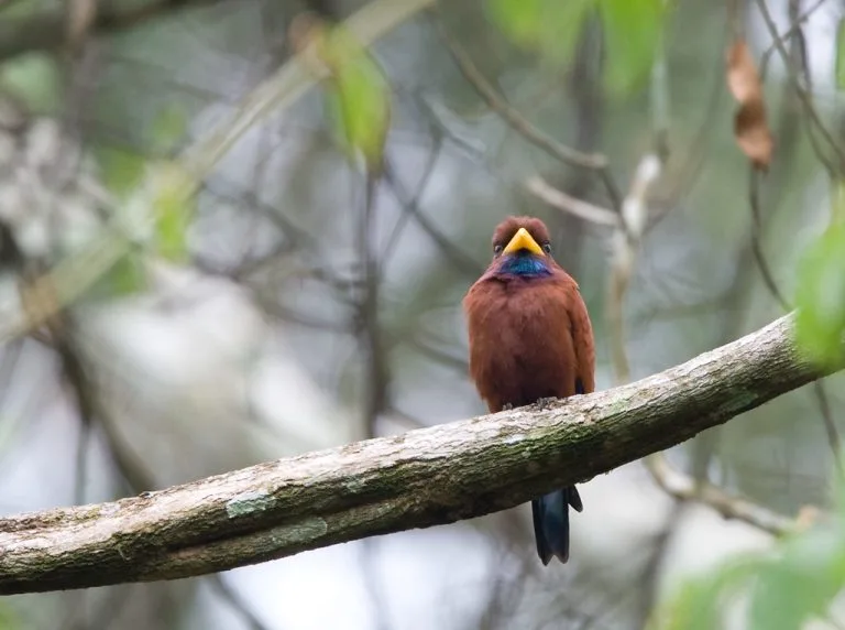 Semuliki National Park