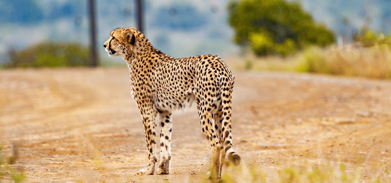cheetah animal safari cat wild cat 5689870