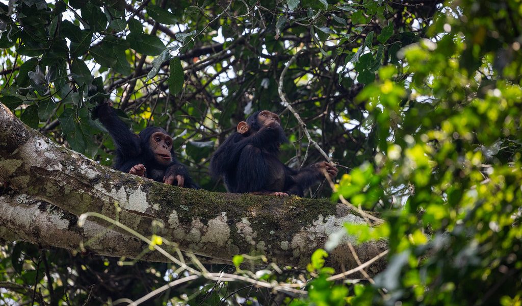 Kibale Forest national park