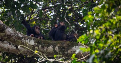 Kibale Forest national park