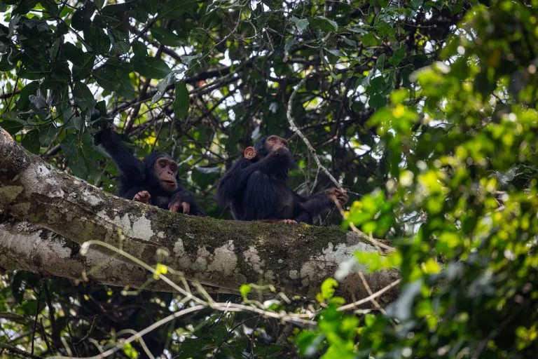 Kibale Forest national park