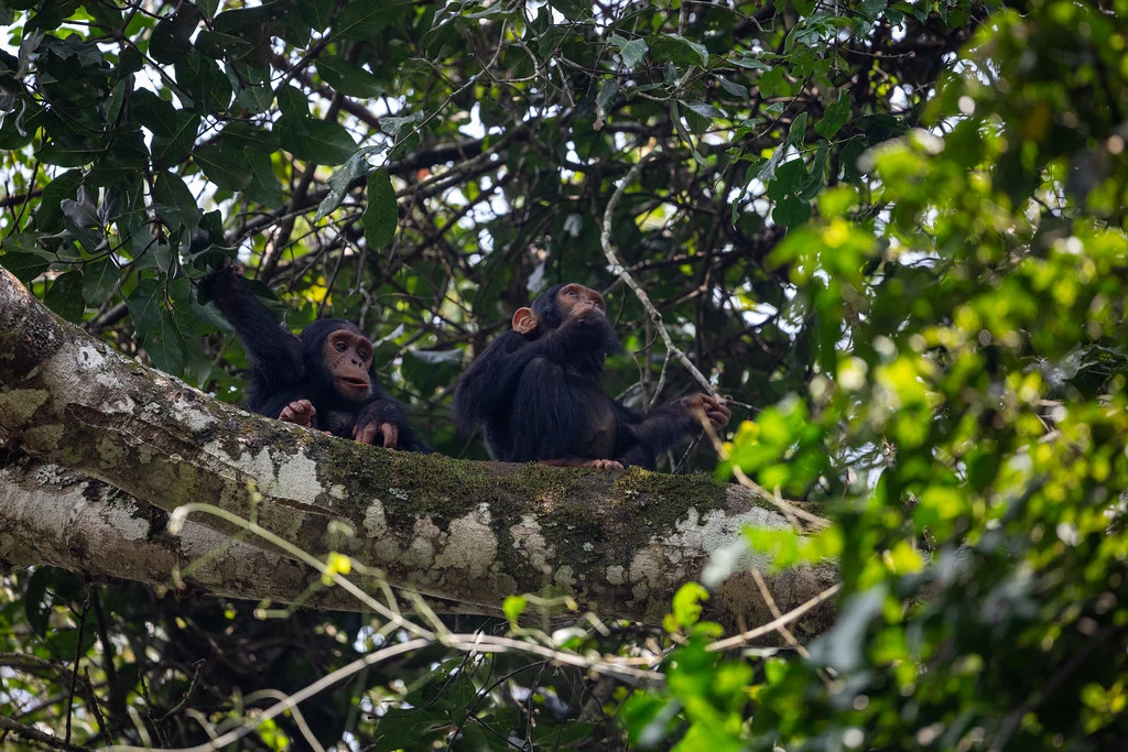 Kibale Forest national park