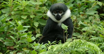 Colobus Monkey in Nyungwe Forest National Park
