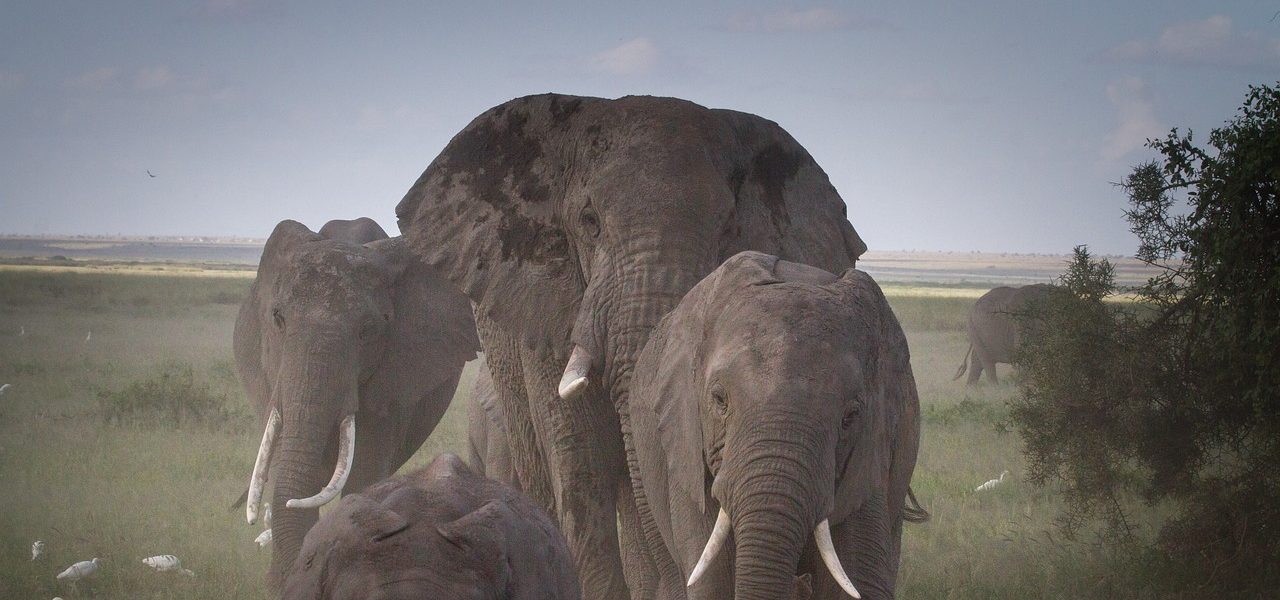 18 Days East Africa Safari