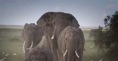 elephant herd elephants 279979