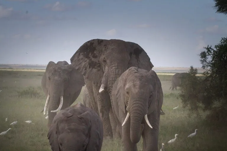 18 Days East Africa Safari
