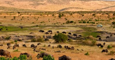 Ñúes y búfalos en Masai Mara