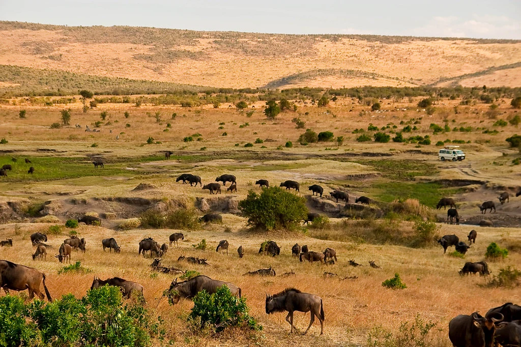 7 Days Masai Mara & Serengeti National Park Safari