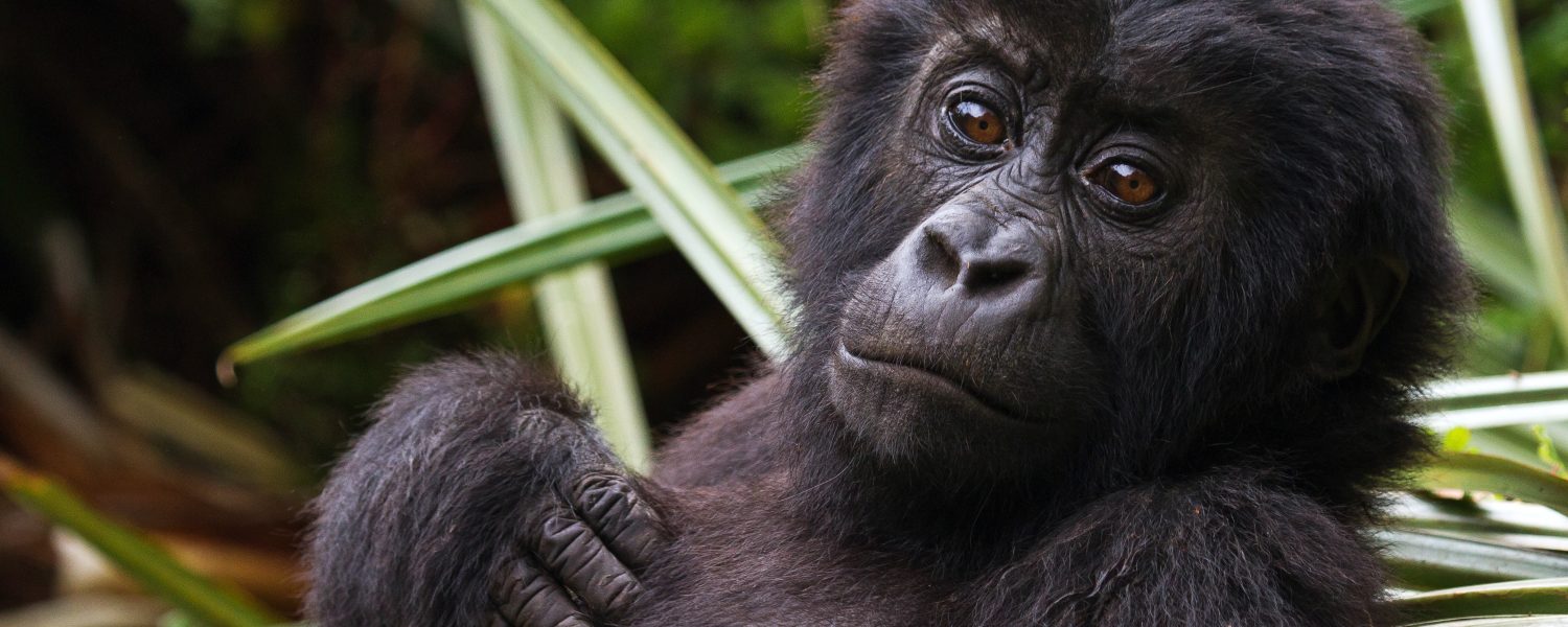 3 Days Congo Lowland Gorillas