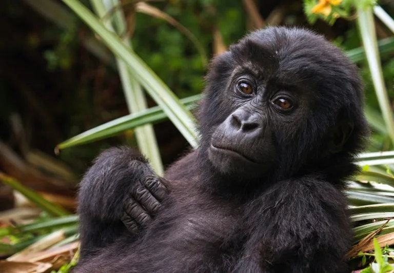 3 Days Congo Lowland Gorillas