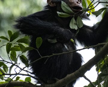 5 Days Rwanda Gorillas & Nyungwe Chimps