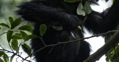 File:RWA 4492.review 1 Rwanda Chimp Baby.jpg