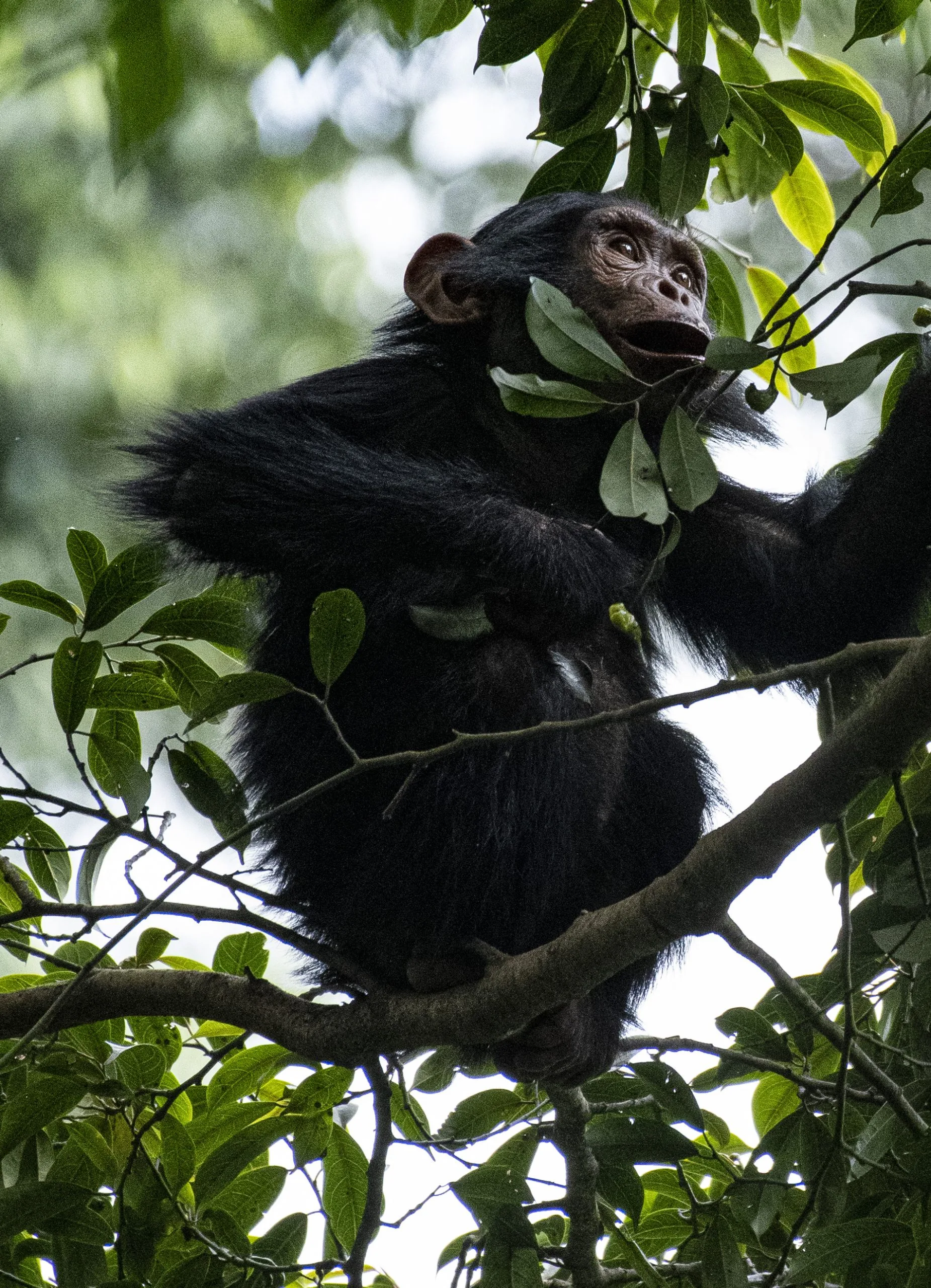 5 Days Rwanda Gorillas & Nyungwe Chimps