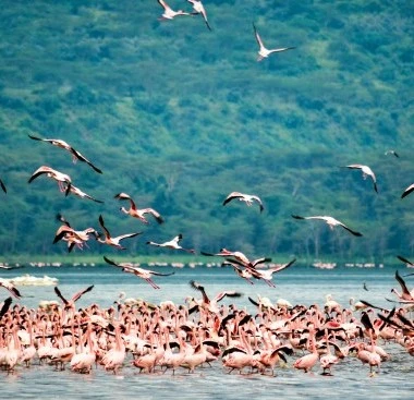 Lake Nakuru National Park