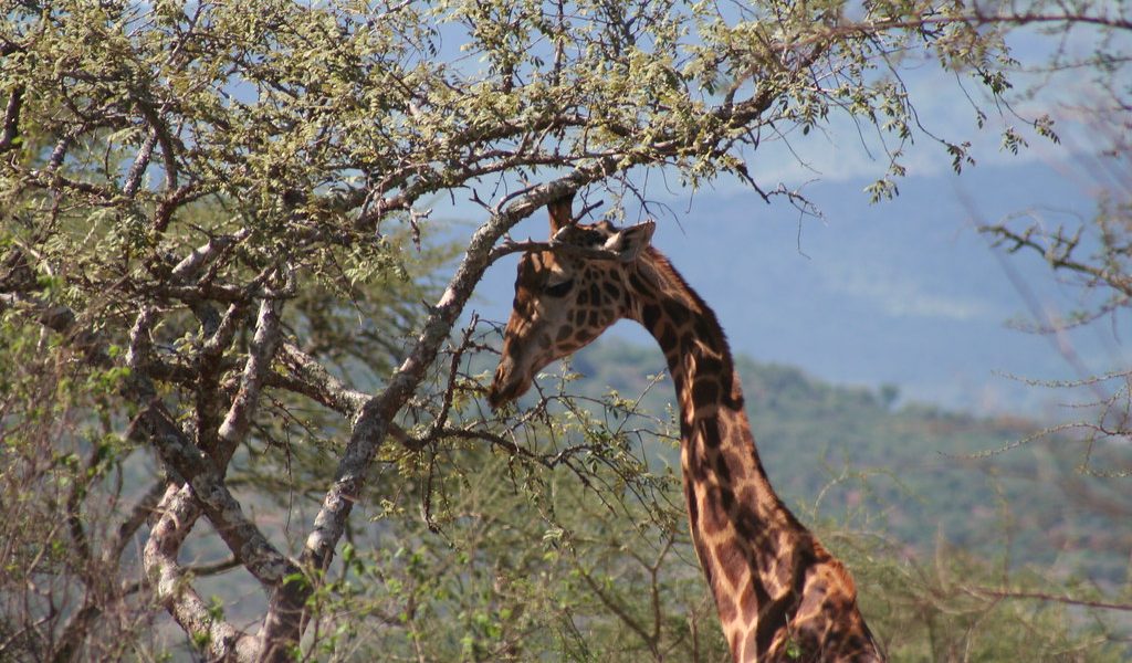 5 Days Rwanda Gorilla & Akagera Safari