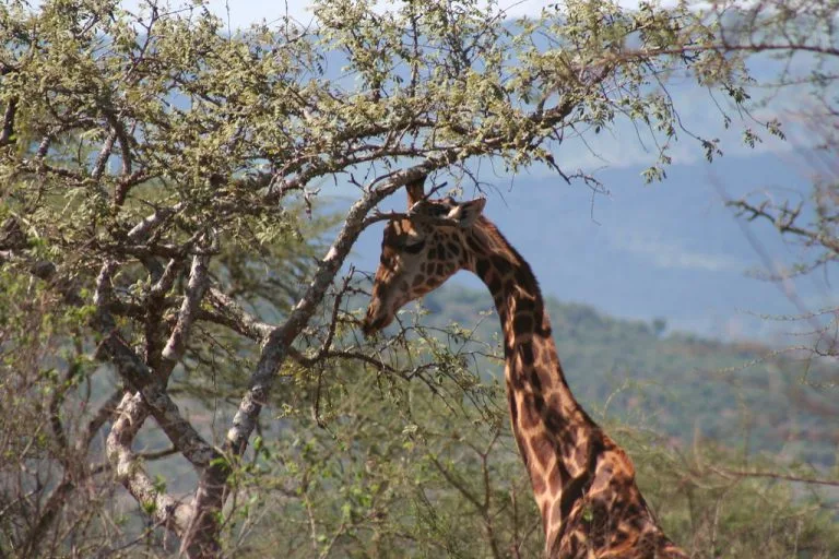 5 Days Rwanda Gorilla & Akagera Safari