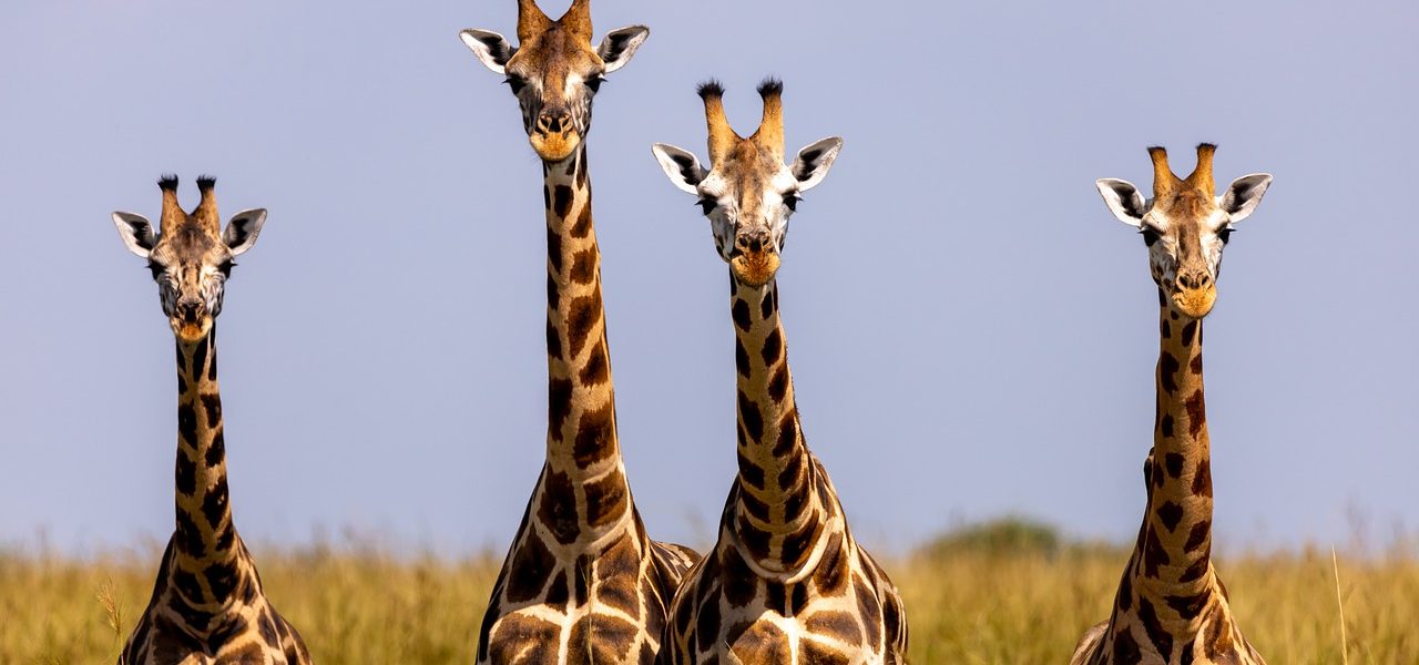 7 Days Uganda Wildlife Adventure