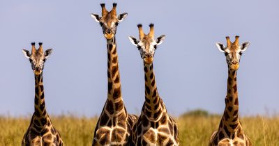 7 Days Uganda Wildlife Adventure