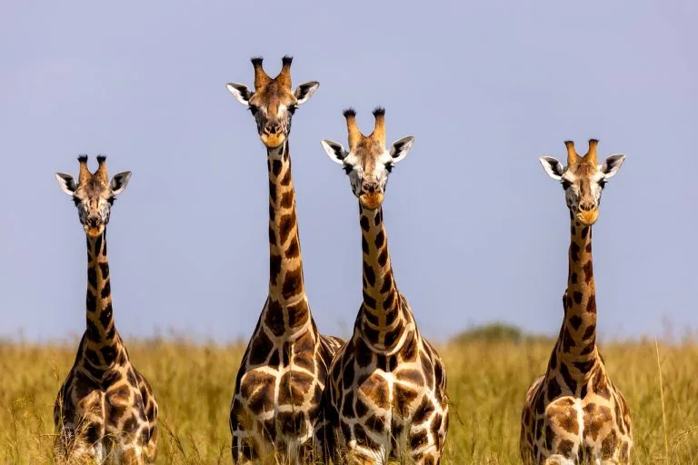 7 Days Uganda Wildlife Adventure