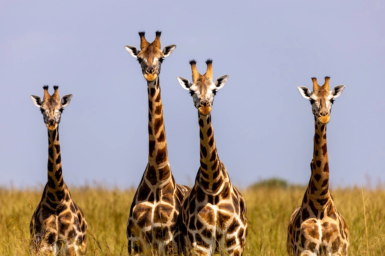 7 Days Uganda Wildlife Adventure
