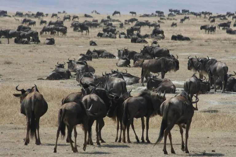 7 Days Serengeti Ngorongoro Lake Manyara safari