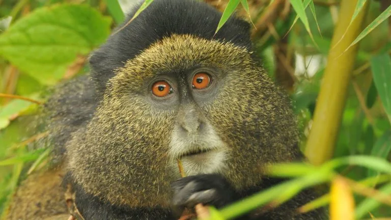 3 Days Mgahinga Gorilla and Golden Monkey Safari
