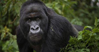African gorilla safari