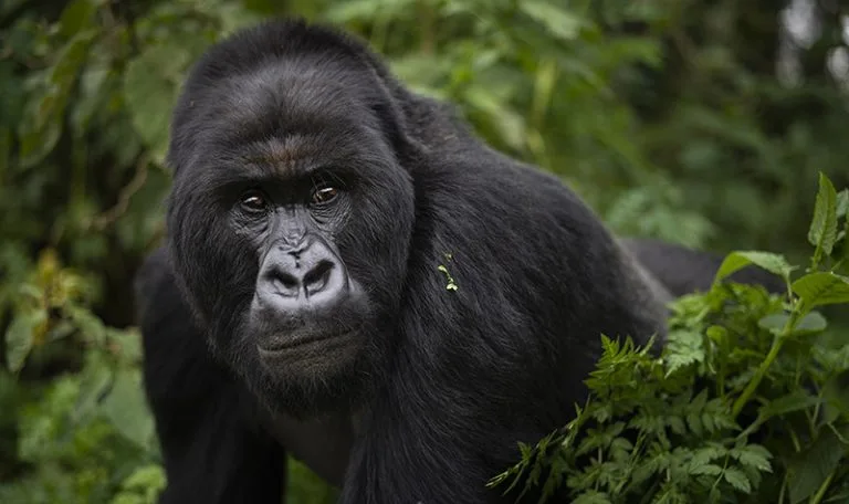 Mgahinga Gorilla National Park