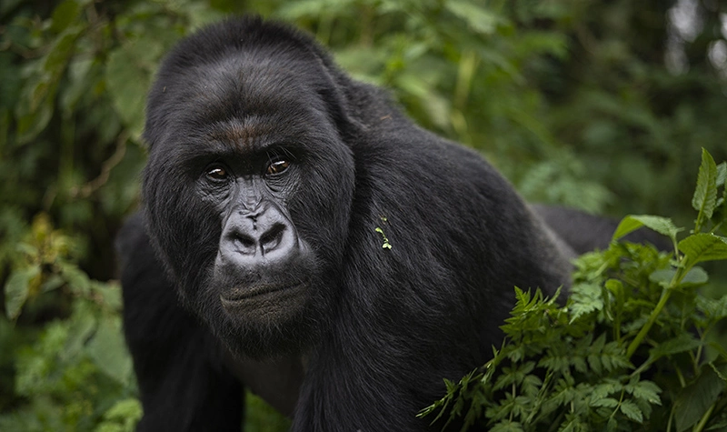 Mgahinga Gorilla National Park