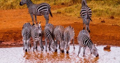 Grant’s Zebras in front of Kilaguni Serena Safari Lodge, Tsavo West, Kenya