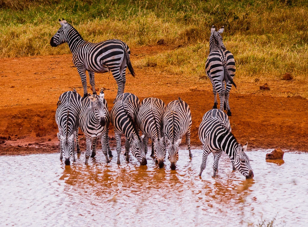 10 Days Kenya Safari