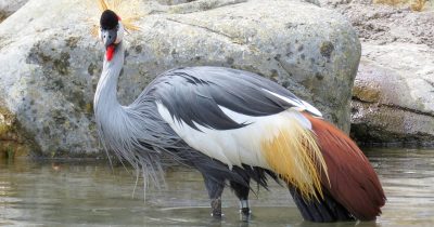 Birding Safaris in Uganda