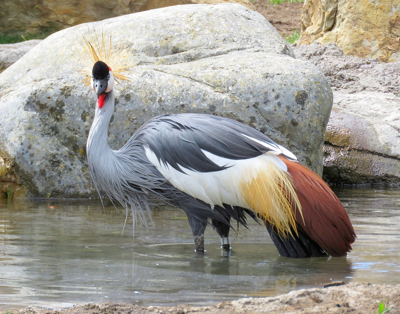 Birding Safaris in Uganda