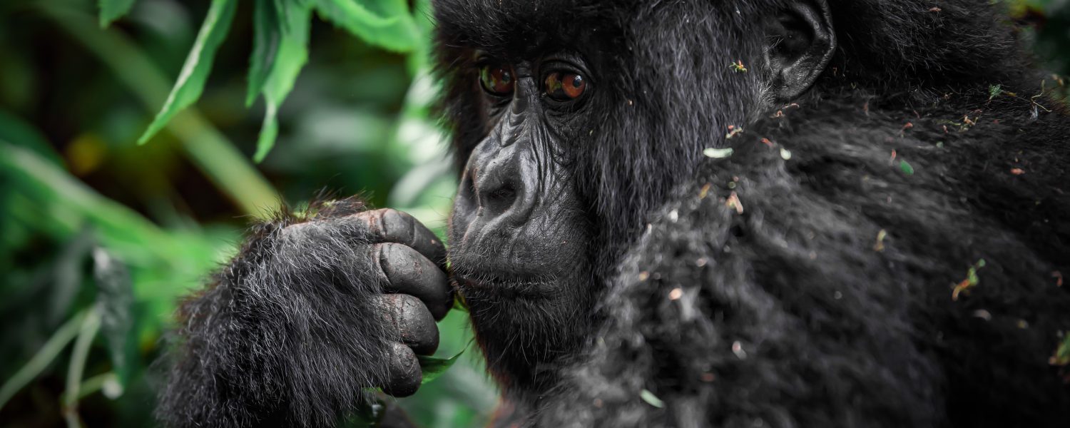 rwanda gorilla - jeremy stewardson