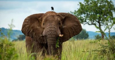 Elephant-wildlife safari safari