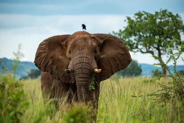 Kidepo Valley National Park