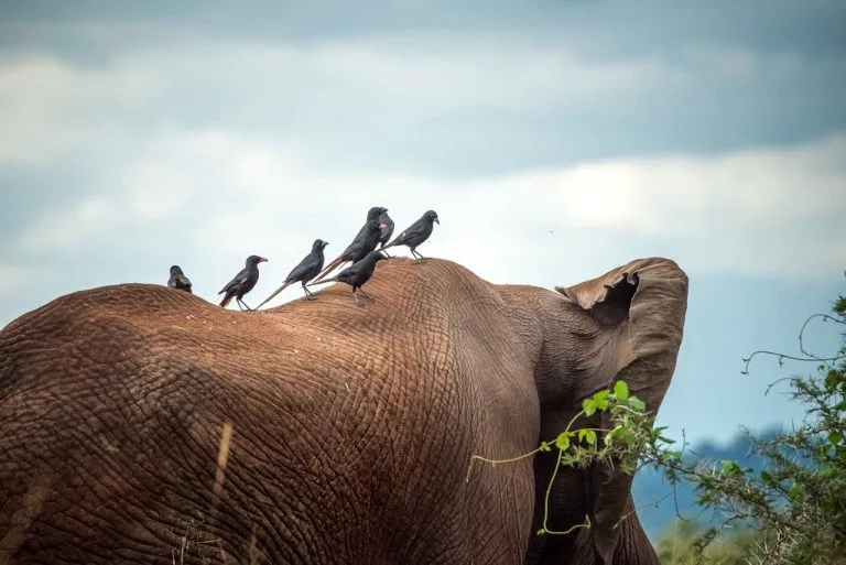 5 Days Kidepo Valley National Park And Sipi Falls Tour