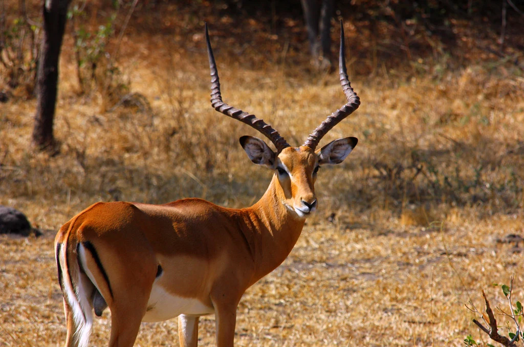 3 Days Lake Mburo National Park safari.
