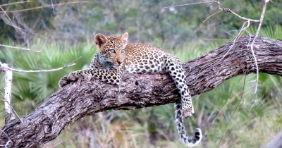 leopard africa animal serengeti 1021486
