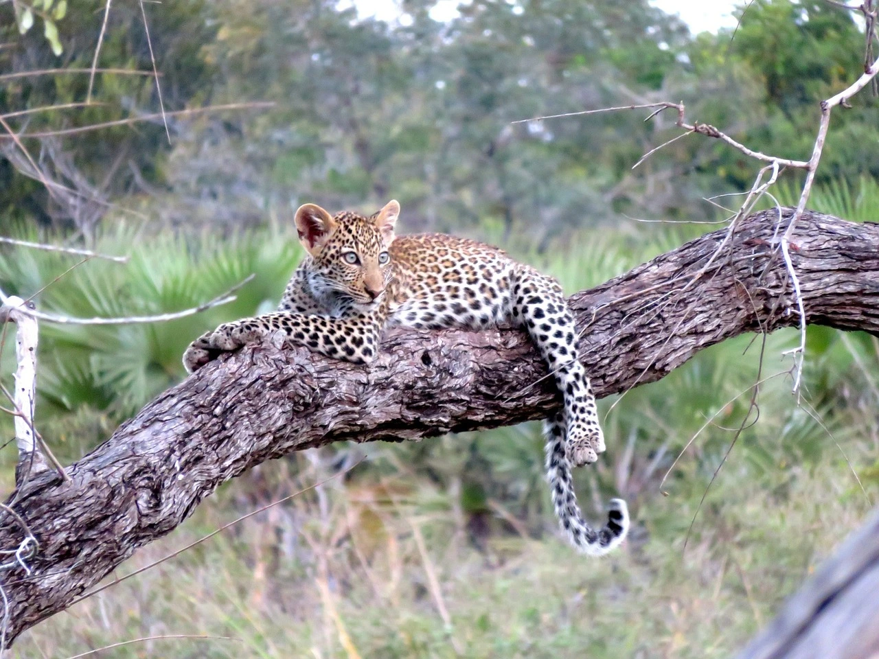10 Days Uganda Rwanda Masai Mara & Serengeti Safari.