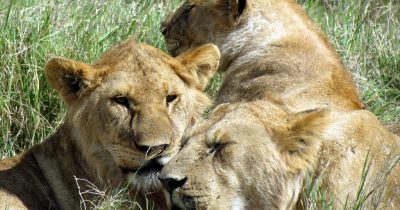 Serengeti National Park